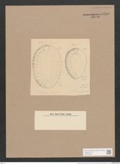 Surirella intercedens Grun. (de-Toni-Nr.: Genus 53, Species 2383) Zeichnungen Sammlung Grunow Nr. 4789 (NHMW-BOT-W0372928)